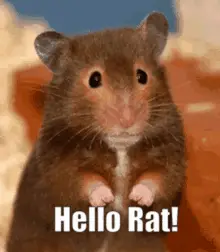 Hello Rat