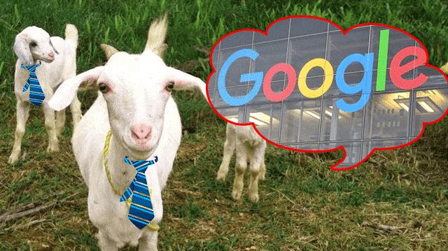 Goats as lawn mowers
